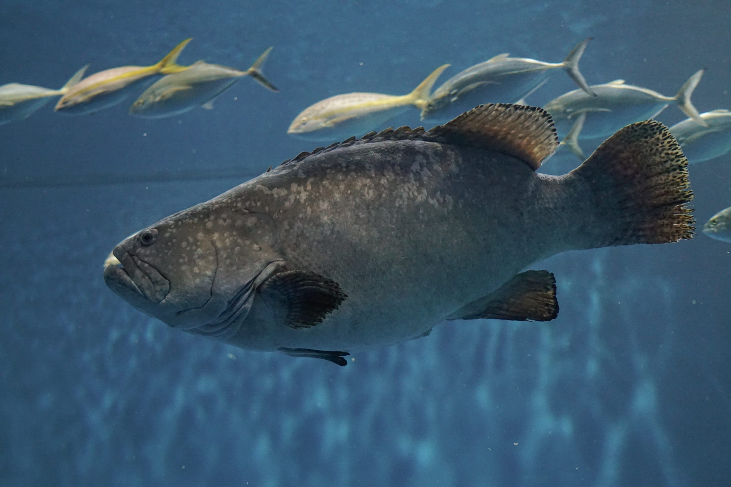 grouper-fish-RM7C8ZF-scaled-min.jpg